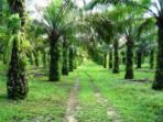 Perkebunan kelapa sawit milik rakyat Wagino Wikimedia Commons