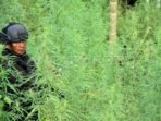 operasi-ladang-ganja-untuk-indonesia-bersinar-p2-1ol-fea