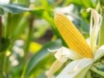 43354-ilustrasi-jagung