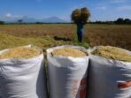 buruh-tani-mengusung-hasil-panen-padi-di-lahan-pertanian-_180705203803-518