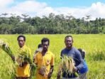 pangan-di-papua