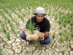 sawah_petani_aceh_kekeringan_2024_05_14_06_30_24